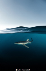 A splitshot of a young blue shark female by Julian Hebenstreit 